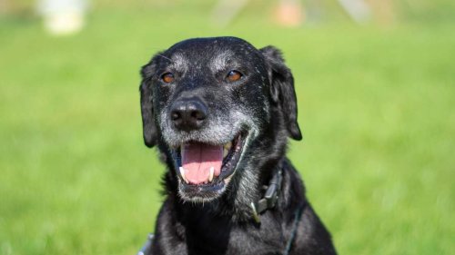 Sucht liebevolles Zuhause: Hunde-Oma Zelda wartet in Gießener Tierheim