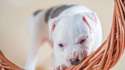 Hund knabbert alles an? Fünf Anzeichen, dass Ihr Hund unterfordert ist