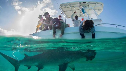 Hammerhaie werden auf den Bahamas zu Stubenhockern