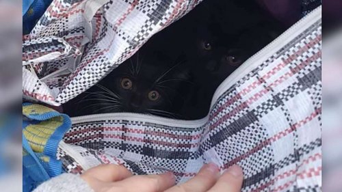 Tierschützerin findet verschlossene Ikea-Tasche im Park – was darin zum Vorschein kommt, macht sie sprachlos