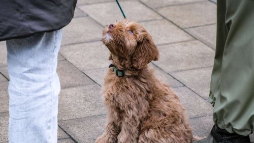 Hunde-Besitzerin wütend: „Wenn du deinen Hund nicht zurückrufen kannst, nimm ihn an die Leine“