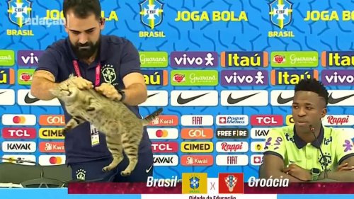 „Wie ein Stück Müll“: Katze stört Brasilien-PK – und wird von Pressesprecher heruntergeschmissen
