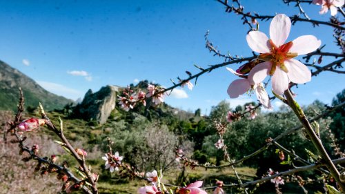 Costa Blanca: Mandelblüte als Hingucker - Wann ist der richtige Zeitpunkt für einen Ausflug?