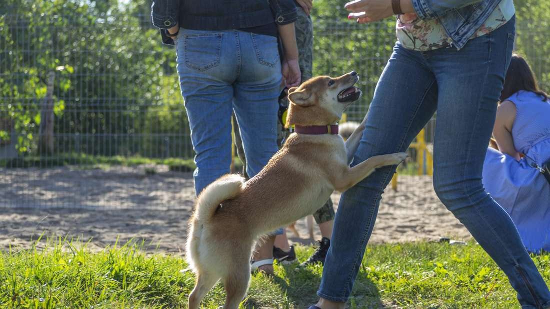 Körpersprache: Hund springt Mensch an – nicht immer ein Ausdruck von Liebe