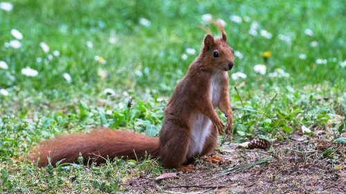 Klimakrise in Hamburg: Tiere leiden unter extremer Trockenheit