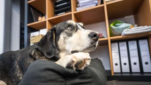 Hund im Betrieb: Wann der Arbeitgeber mitreden darf