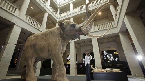 Neandertaler jagten riesige Elefanten, von denen 100 Erwachsene einen Monat essen konnten