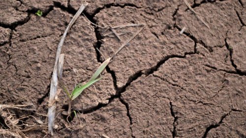 Wettermodell gibt Sommerprognose 2025: Bauern drohen dramatische Folgen