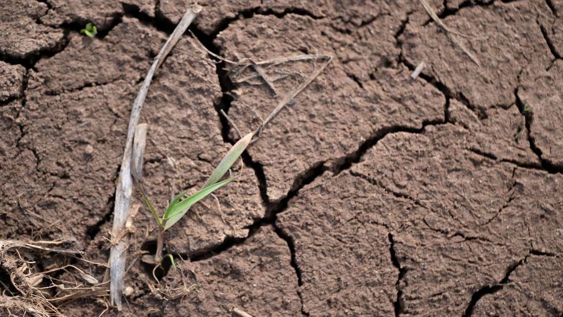 Wettermodell gibt Sommerprognose 2025: Bauern drohen dramatische Folgen