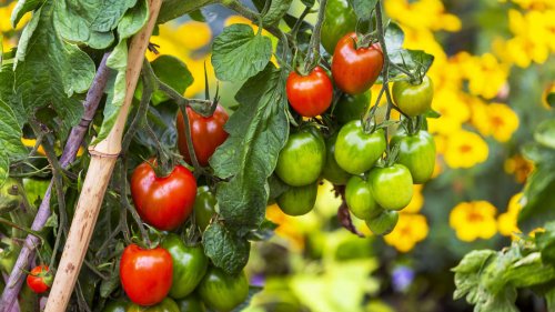 Tomaten im August: Jetzt sollte man letzte Blüten abknipsen