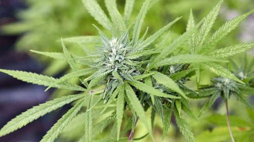 Vier Genehmigungen für Cannabis-Anbau in Hessen