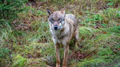 Wolfsrudel treibt offenbar Unwesen an der Adria – in Italien-Region verschwinden Haustiere
