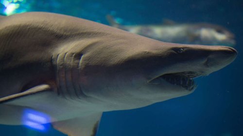 „Oh mein Gott!“: Forscher filmen „Monster“-Hai – er ist größer als ihr U-Boot