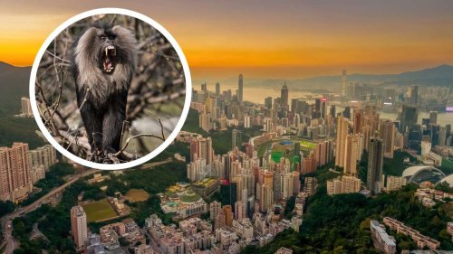 Affe beißt Mann in Touristenpark und infiziert ihn mit seltenem Virus
