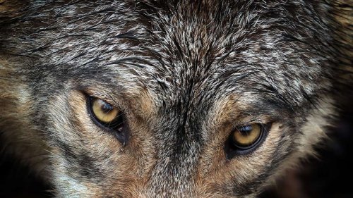 Forscher: Längste Wanderung eines Wolfs nachgewiesen