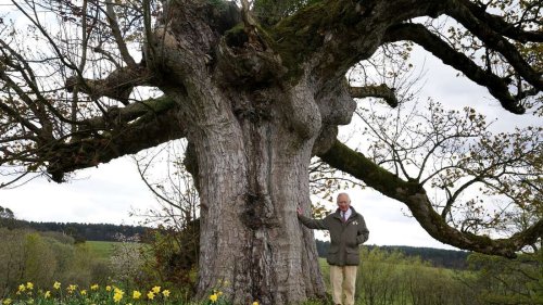 König Charles dankt für drei Millionen gepflanzte Bäume