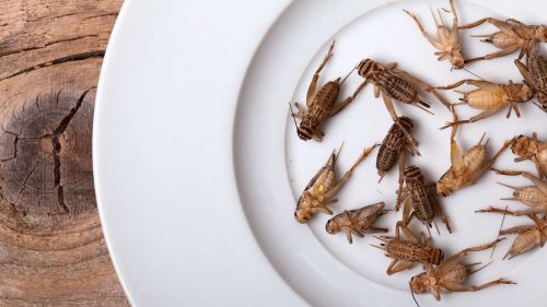Insekten in Lebensmitteln: Woran man erkennt, ob sie enthalten sind
