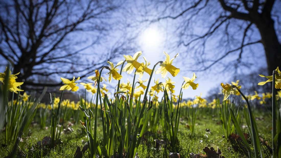 Experte kündigt Frühlings-Wetter an: März wird Rekord-Monat – Temperaturen klettern auf bis zu 20 Grad