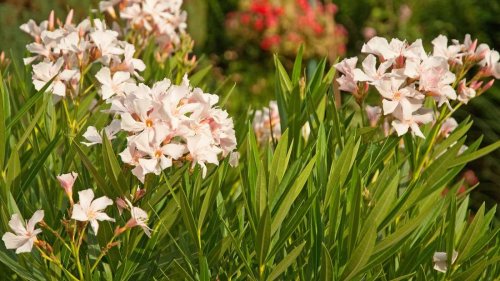 Oleander im Frühling pflegen: Welche Exemplare sie jetzt umtopfen sollten