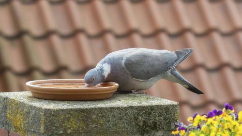 Was hilft gegen Tauben auf dem Balkon? Abwehr-Tipps und Verbote