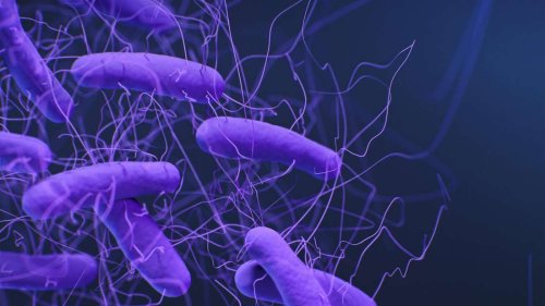 „Potenzial, die Antibiotikakrise zum Besseren zu wenden“ – Forschende arbeiten an neuem Ansatz