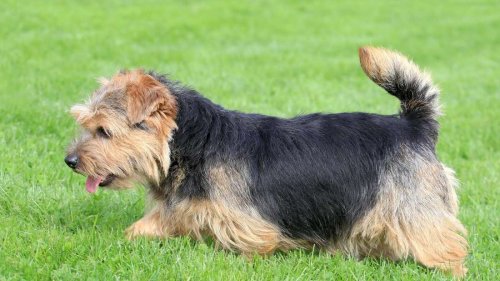 Für wen der Norfolk Terrier besonders gut geeignet ist