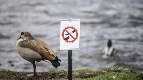 Nilgänse in der Stadt: Wiesbaden setzt auf neue Strategien