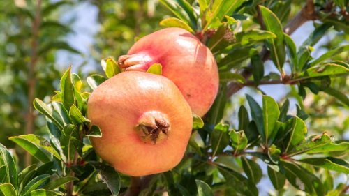 Exotische Obstbäume: 10 Pflanzen für deutsche Gärten – und wie Sie sie im Frühjahr anbauen