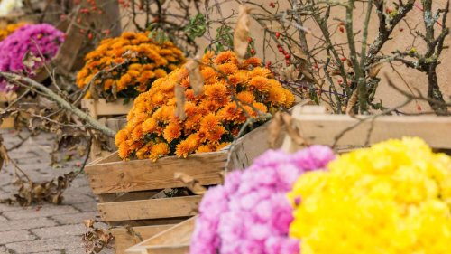 10 Blütenstauden im Herbst: Florales Saisonfinale