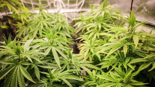 Nach der Teil-Legalisierung: Getrübter Jubel bei den Cannabisfirmen