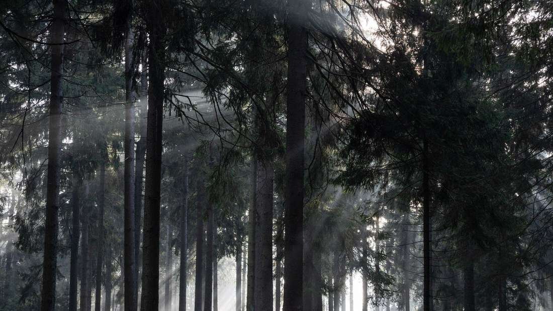 Immer noch Spitzenwerte? So hoch ist der Waldanteil an der hessischen Fläche