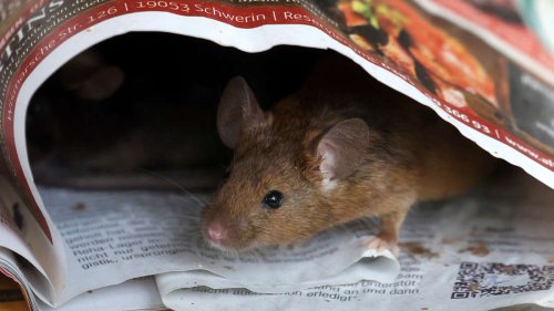 Nager im Haus: Mäuse ganz einfach mit Alufolie vertreiben