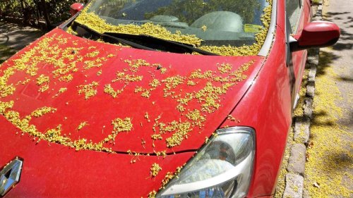 Autofahren mit Pollenallergie: Wichtige Tipps beachten