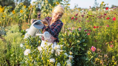 Garten ohne Gießen: Welche Pflanzen und Beete besonders pflegeleicht sind