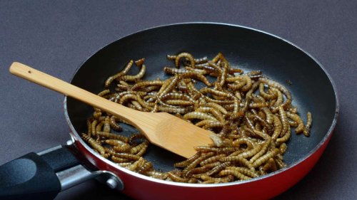 Mehlwürmer als Fleischersatz? „Die Lebensmittelproduktion muss nachhaltiger werden“