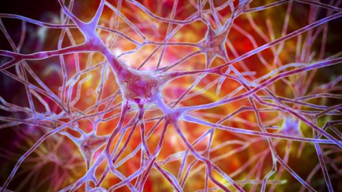 Demenz-Forschung: Wissenschaftler könnten Gehirn reinigen