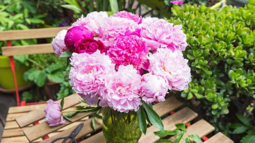 Pfingstrosen können als Schnittblumen in der Vase lange halten – drei Pflege-Tipps