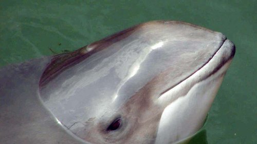 Immer weniger Schweinswale in der deutschen Ostsee