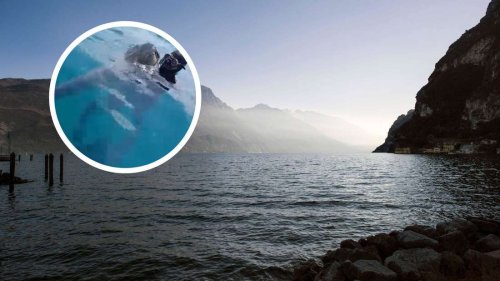 Riesen-Fische treiben am Gardasee ihr Unwesen: „Können alles fressen“ – Sogar Hunde gefährdet