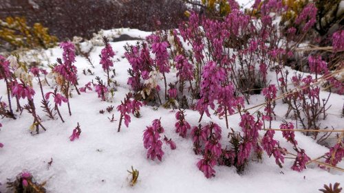 Statt Frühlingswetter und Sonne satt: DWD warnt vor Schnee in Bayern