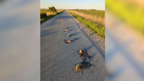Grausamer Tierfund auf Nordseeinsel – Tierärztin äußert schlimmen Verdacht: „Es ist so niederträchtig“