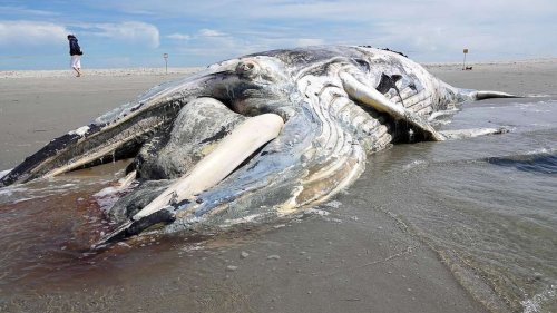 Erneut toter Buckelwal an Nordsee-Strand gespült –„Es berührt uns jedes Mal“