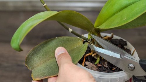 Orchideen schneiden – 3 Fehler, die du nicht machen darfst