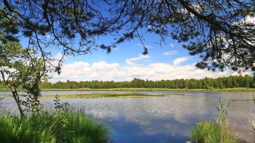 Größtes zusammenhängendes und intaktes Hochmoor Mitteleuropas liegt in Baden-Württemberg