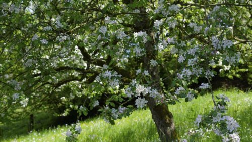 Baum