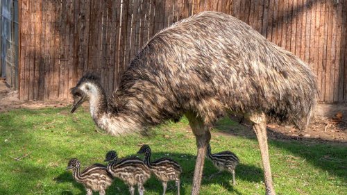 Riesige Osterküken aus grünen Eiern: Emu-Nachwuchs in der Wilhelma geschlüpft