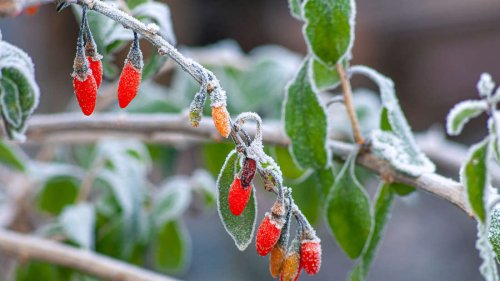 Zehn exotische Obstbäume, die den deutschen Winter aushalten