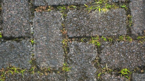 Unkraut in der Einfahrt entfernen: Was erlaubt das Gesetz?