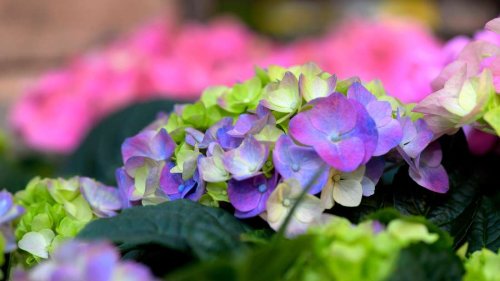Hortensien überwintern: Ohne Kälteschutz fällt die nächste Blüte aus