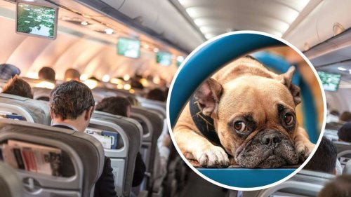 Hund in Flugzeug hat Blähungen: Paar beschwert sich bei Airline – und bekommt Recht